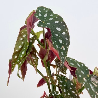 Polka Dot Begonia plant in Renton, Washington