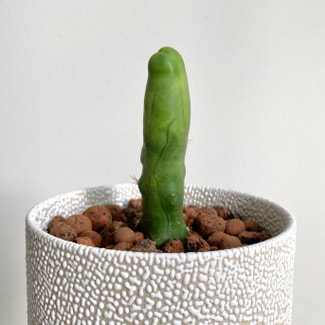 Penis cactus plant in Renton, Washington