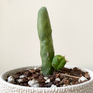 Penis cactus plant in Renton, Washington