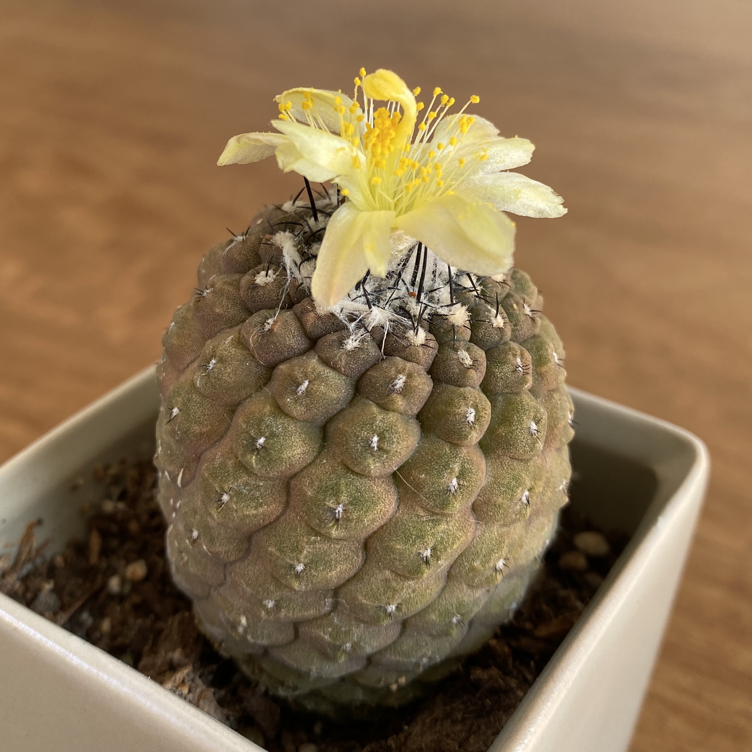 Photo of the plant species Copiapoa Hypogaea Barquitensis by @ivysaur named Pinecone on Greg, the plant care app