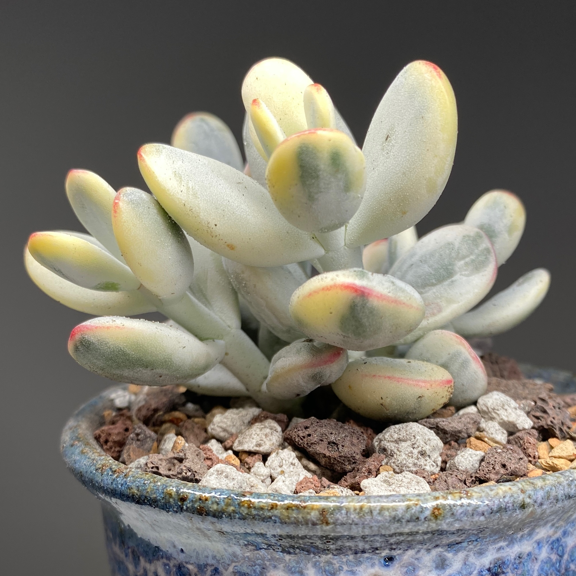 Photo of the plant species Unicorn plant by @ivysaur named Niji on Greg, the plant care app