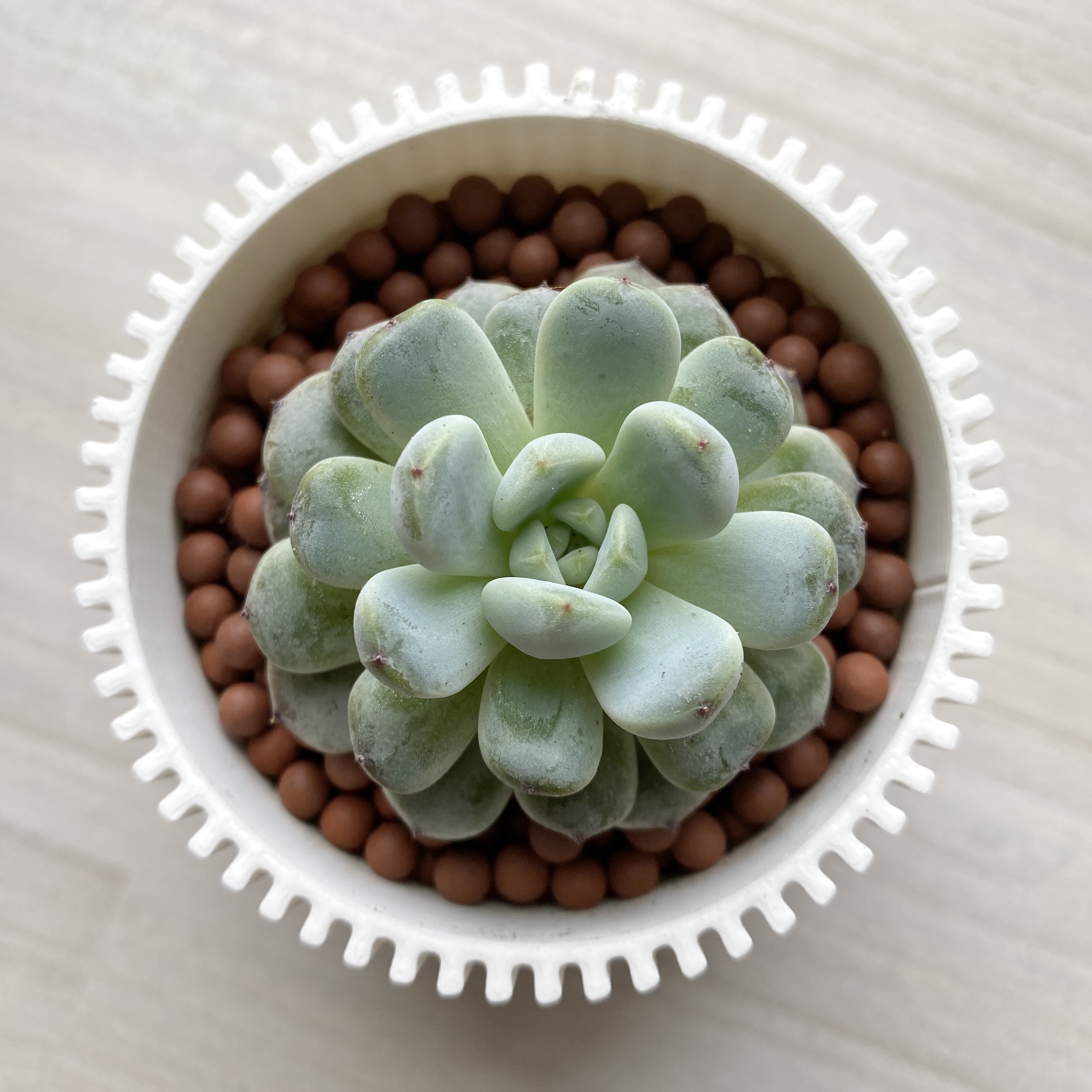 Photo of the plant species Echeveria 'Viyant' by @ivysaur named Viyant on Greg, the plant care app