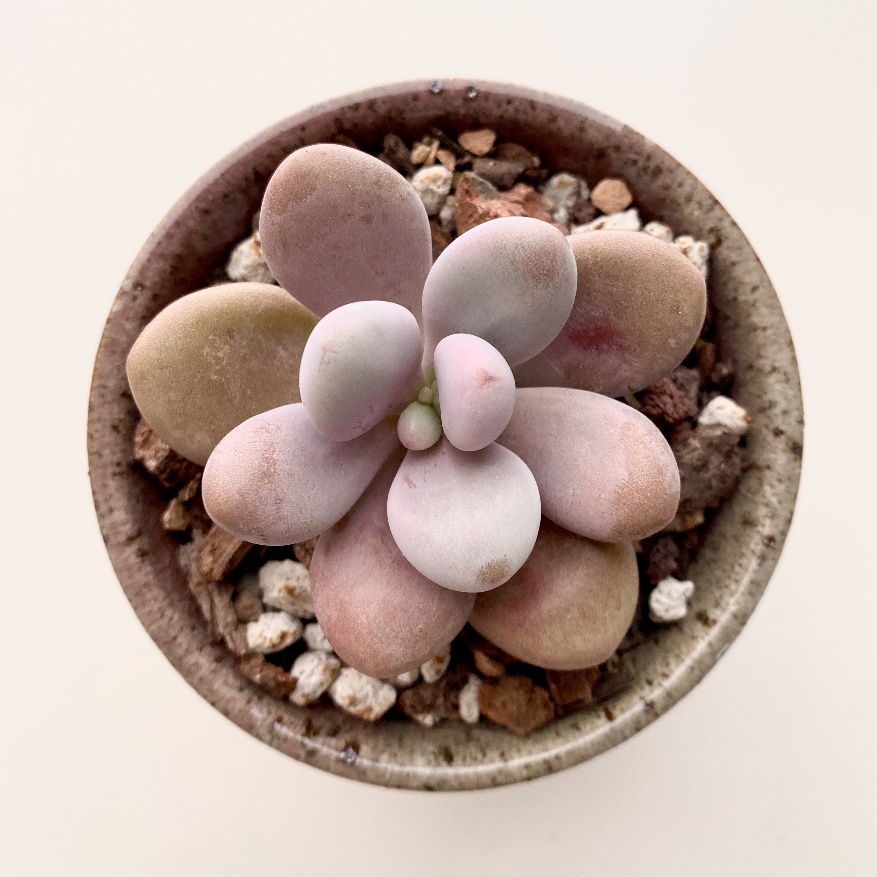 Photo of the plant species Moonstone by @ivysaur named Mochi on Greg, the plant care app