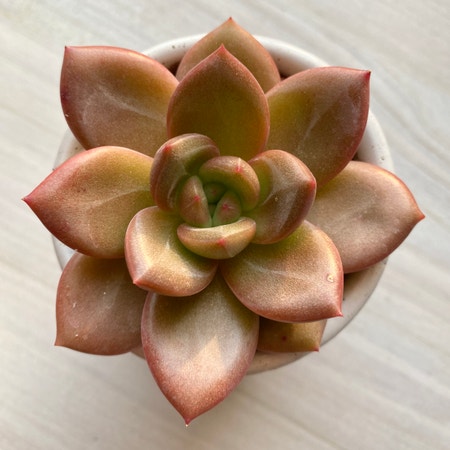 Photo of the plant species Echeveria 'Pink Champagne' by Ivysaur named Rosie on Greg, the plant care app