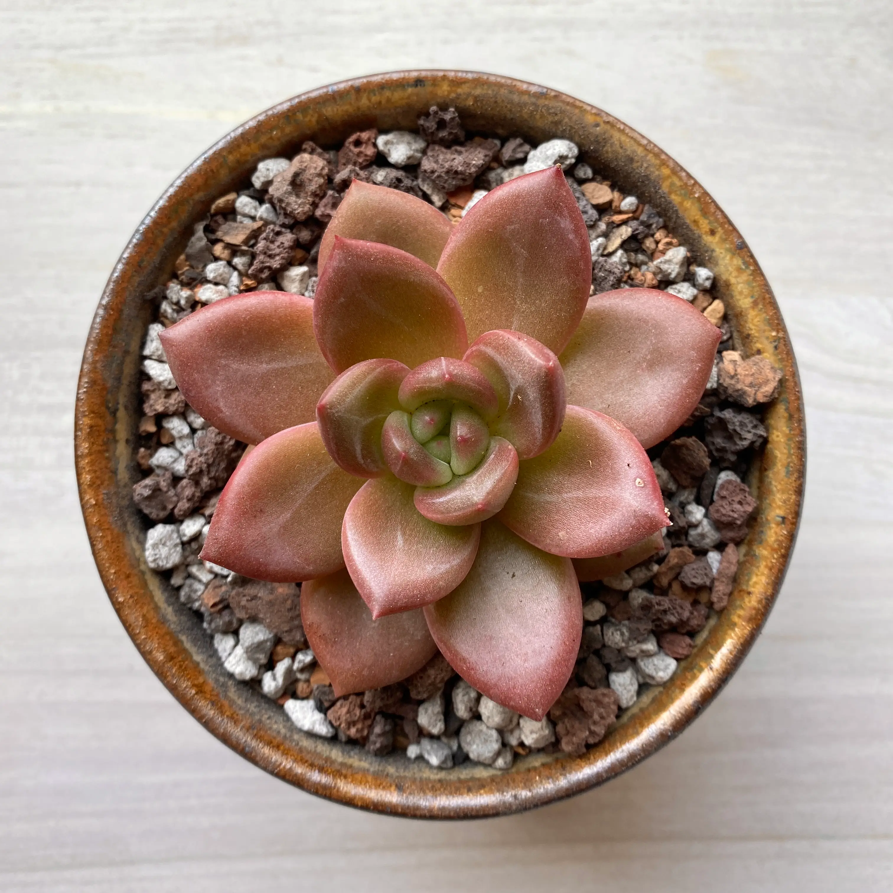 Photo of the plant species Pink Champagne Echeveria by @ivysaur named Rosie on Greg, the plant care app