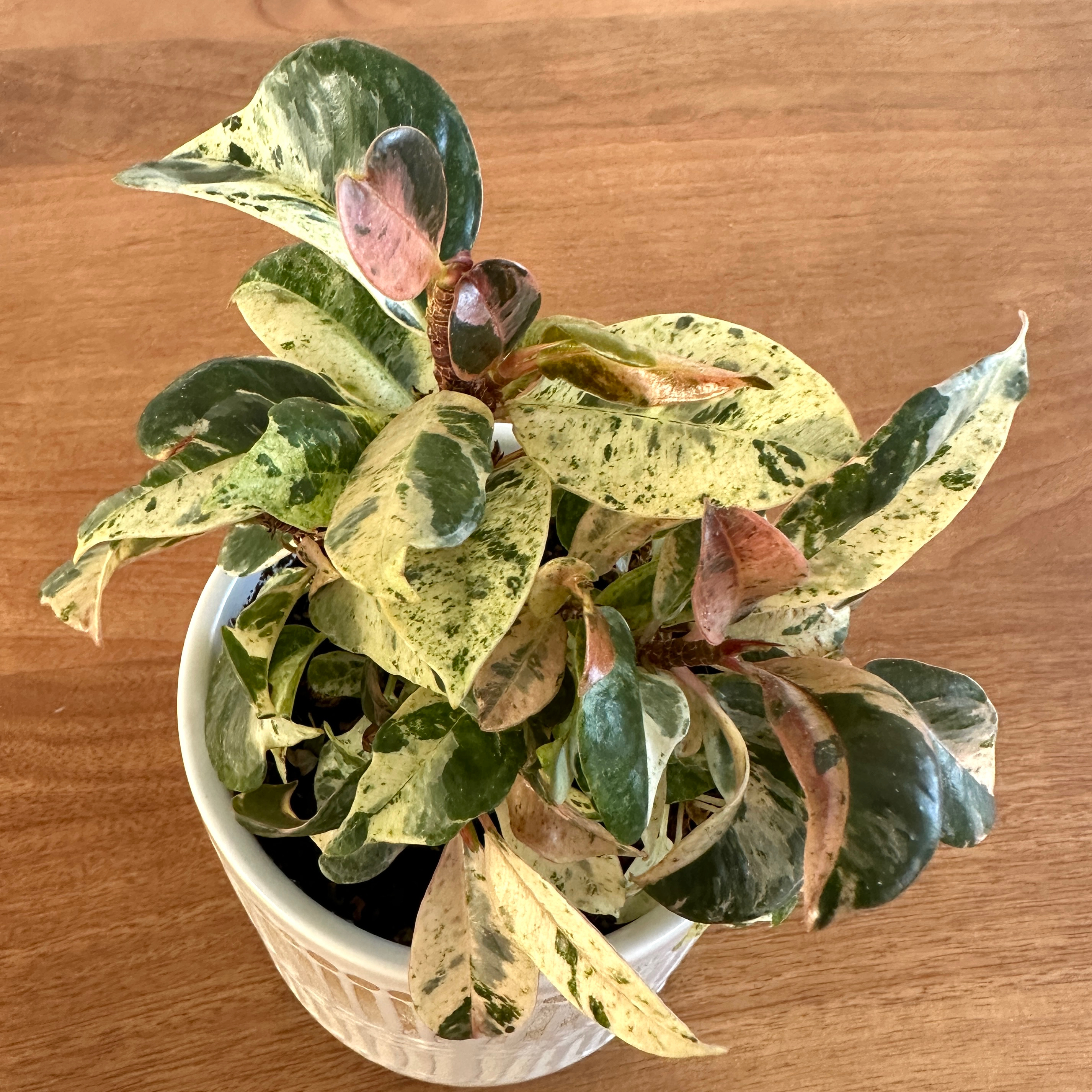 Ficus elastica 'Shivereana' plant in a white pot with variegated leaves, some browning at tips.