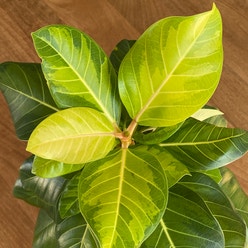 Ficus 'Golden Gem' plant