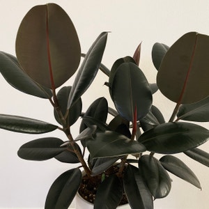 Rubber Plant plant photo by Ivysaur named Burgundy on Greg, the plant care app.