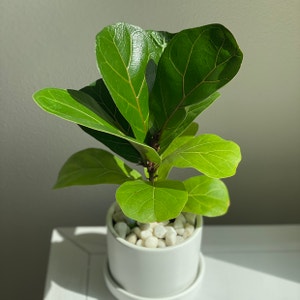 Fiddle Leaf Fig plant photo by @ivysaur named Fiddlesticks on Greg, the plant care app.
