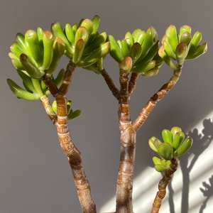 Finger Jade plant photo by @ivysaur named Forks on Greg, the plant care app.