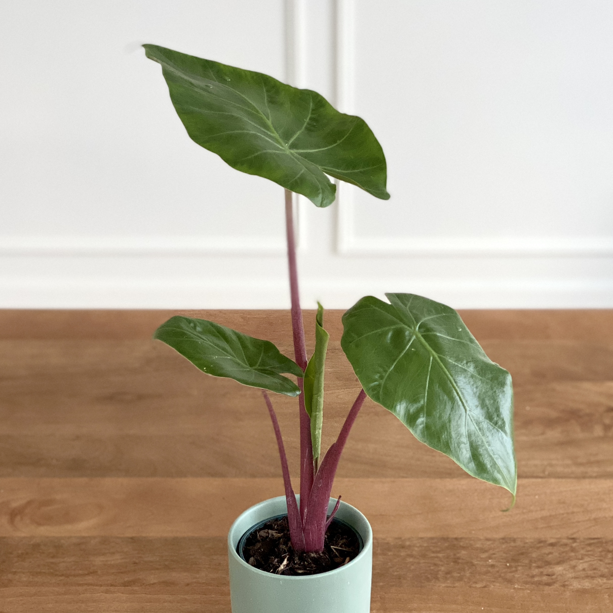 Alocasia 'Imperial Red' uploaded to the Greg plant app by @ivysaur