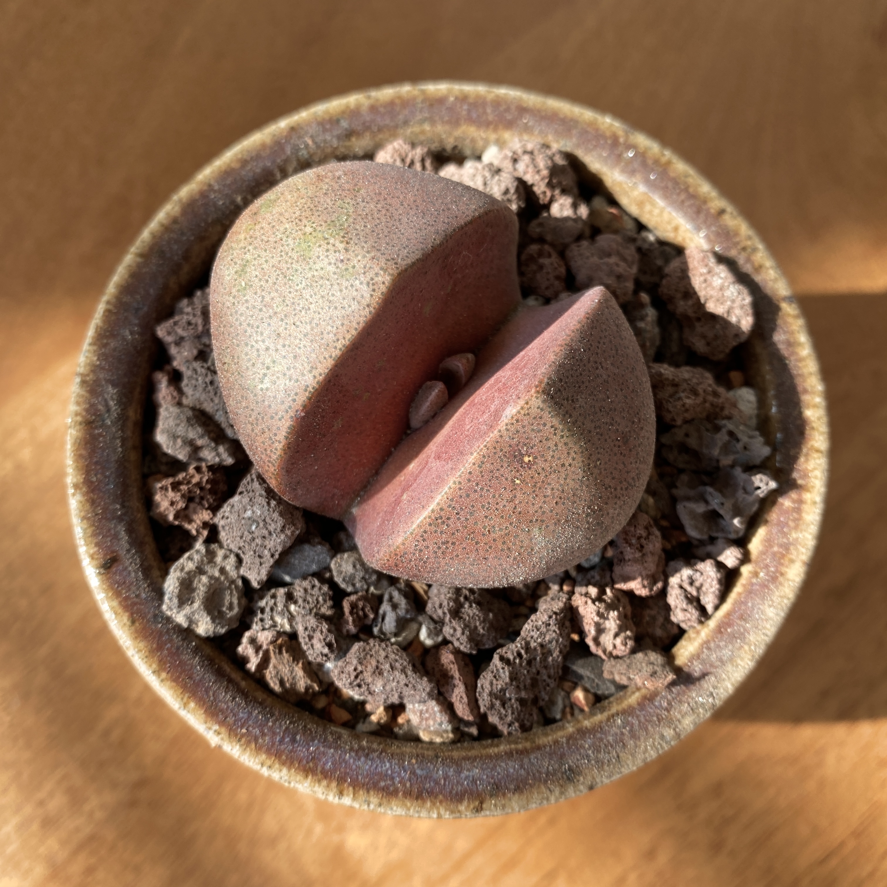 Royal Flush Split Rock plant in a small pot with rocky soil.