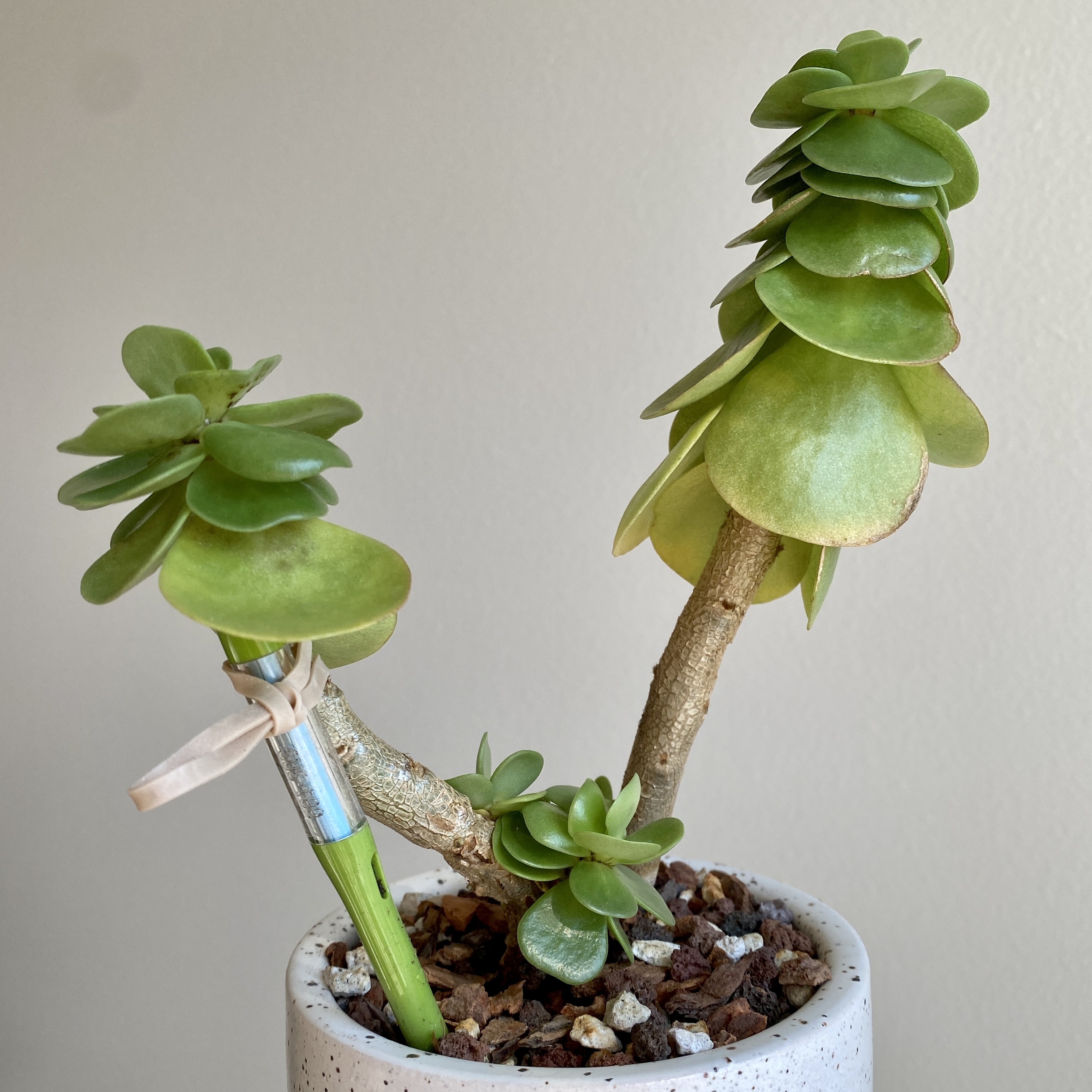 Succulent plant 'Ihi in a white pot with visible soil and healthy green leaves.