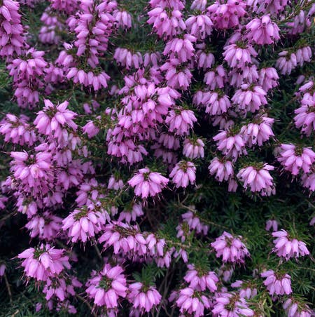 Photo of the plant species Erica Carnea by Ivysaur named Zzz Heath Outside on Greg, the plant care app