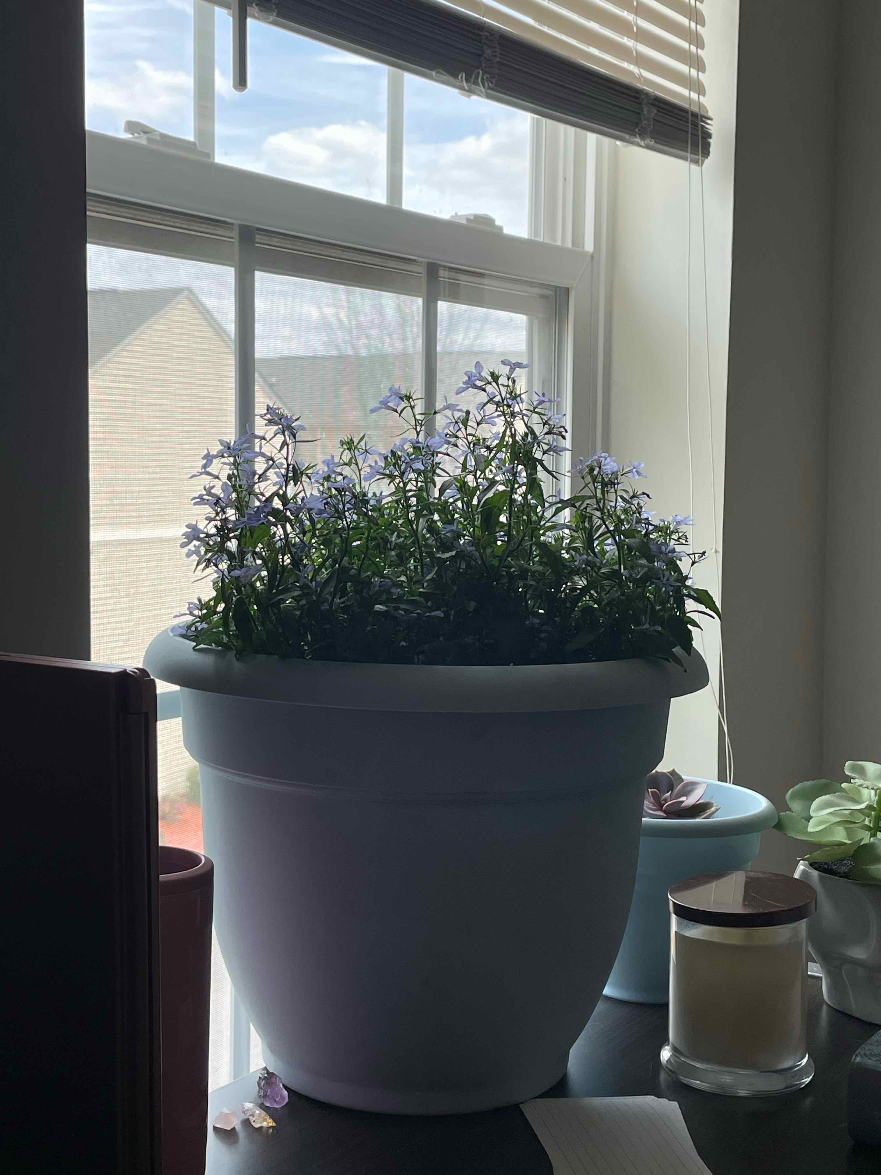 Potted Edging Lobelia plant with blue flowers near a window.