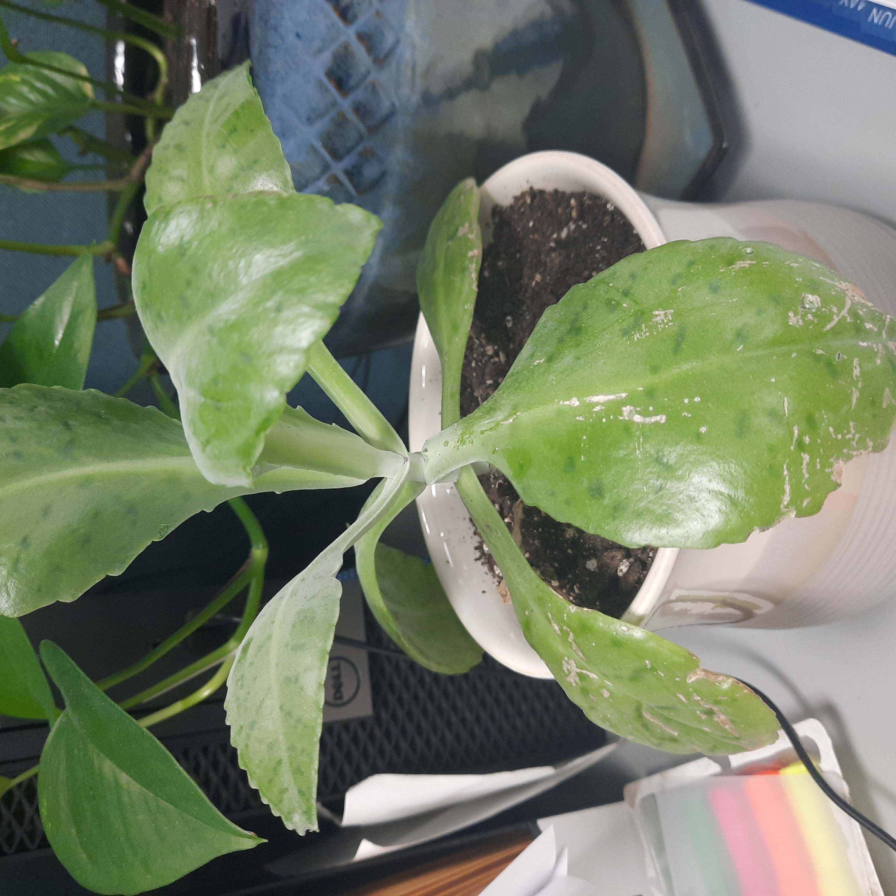 Potted Donkey Ears plant with broad green leaves, some showing damage and discoloration.
