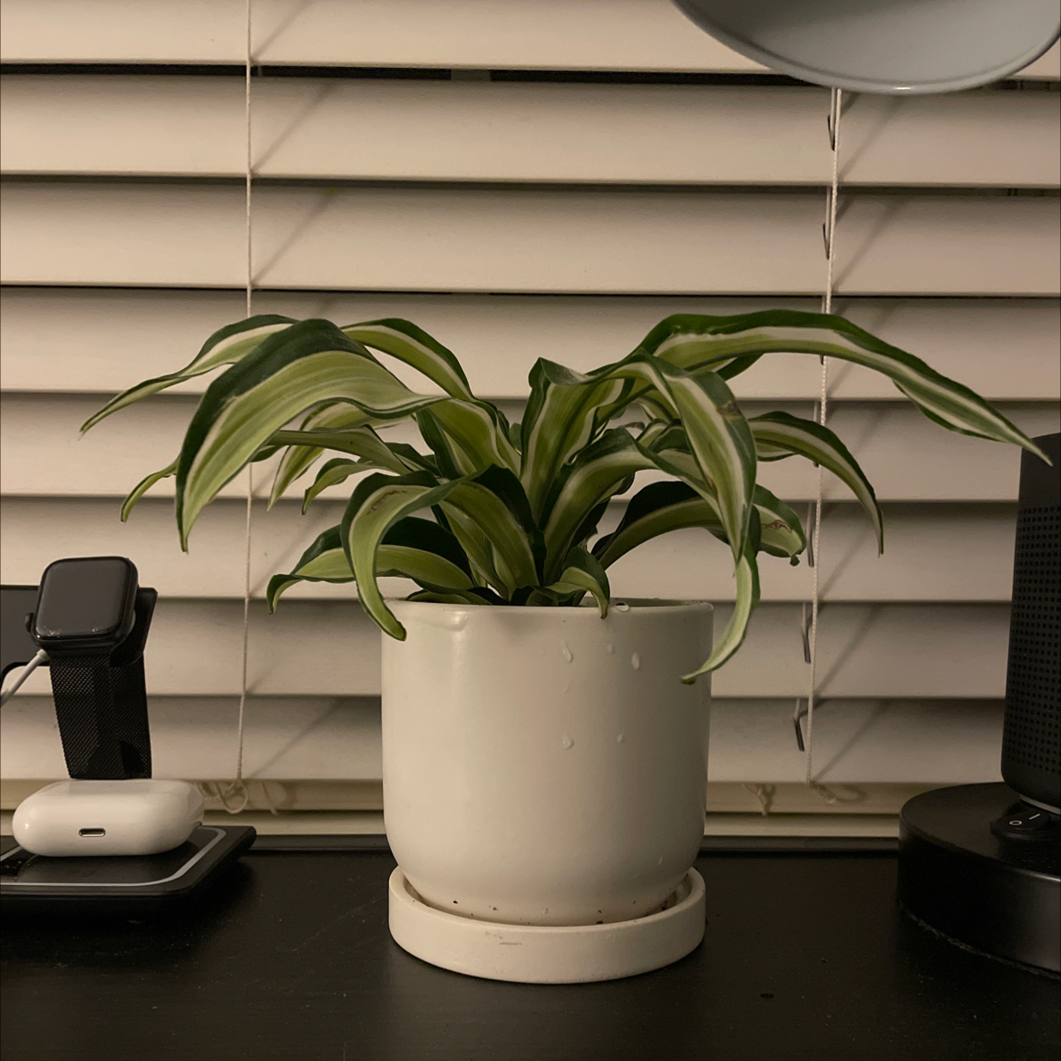 Photo of the plant species Malaika Dragon Tree by @plantdaddy04 named Clive on Greg, the plant care app