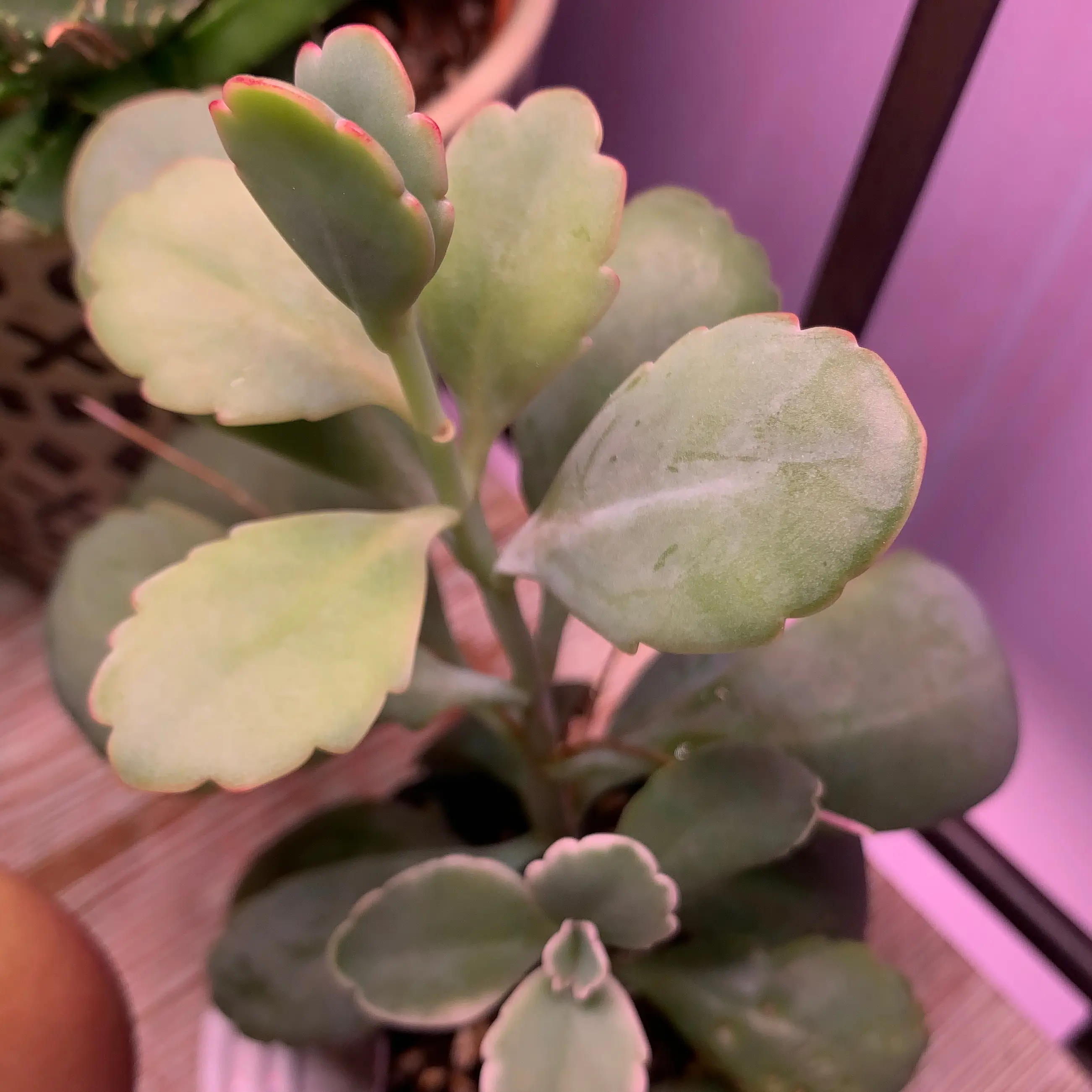 Photo of the plant species Majestic Scallops Kolanchoe by @pricklypups named Majestic Scallops on Greg, the plant care app