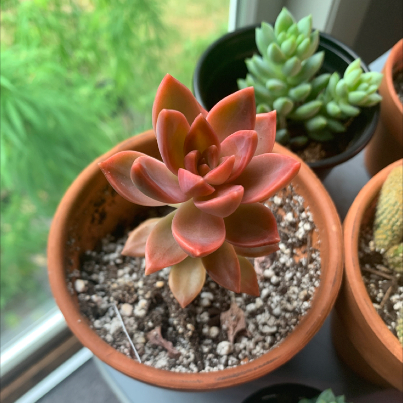 Graptosedum 'California Sunset' plant in a terracotta pot with visible soil and other plants in the background.