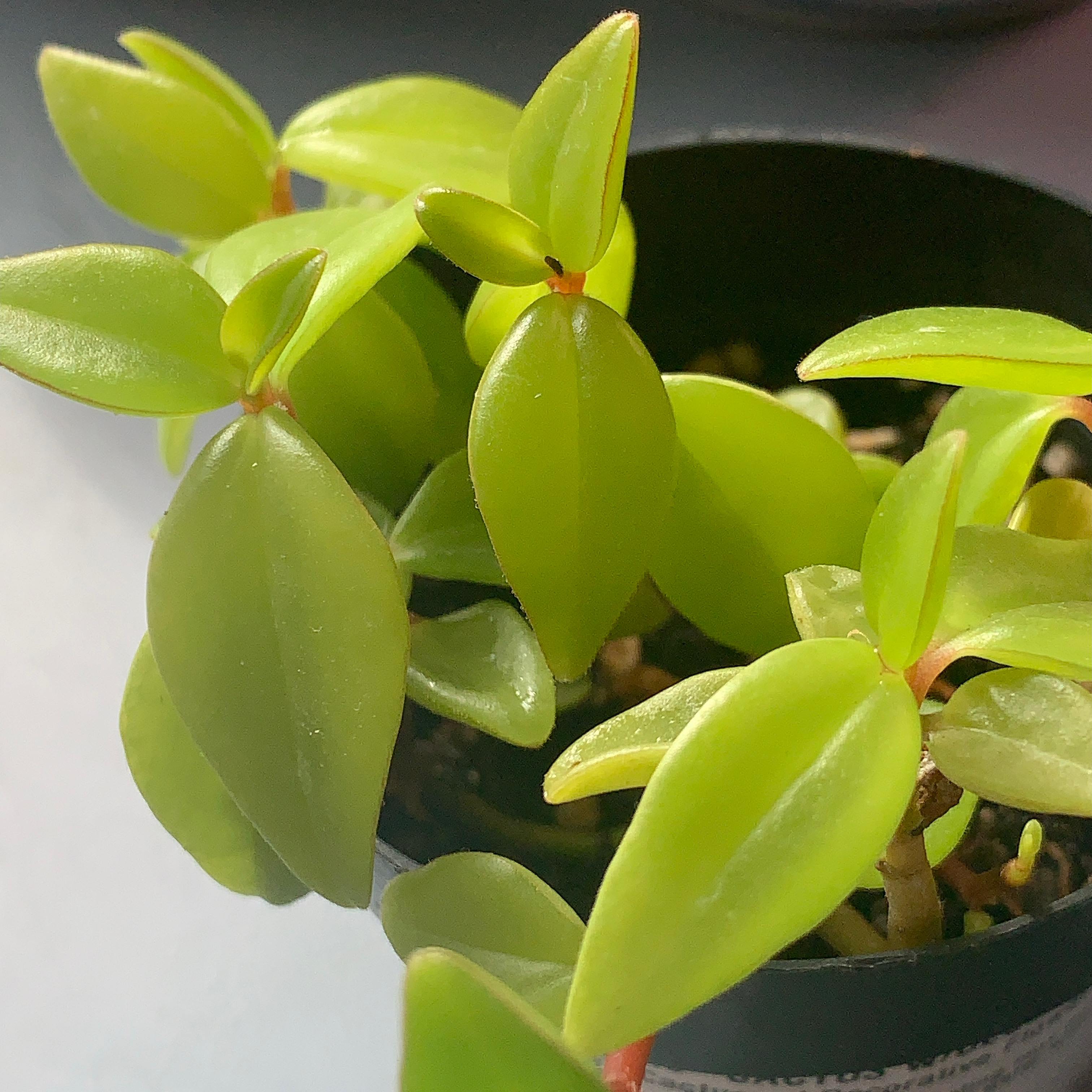 Healthy Peperomia trinervula plant with vibrant green leaves in a pot.