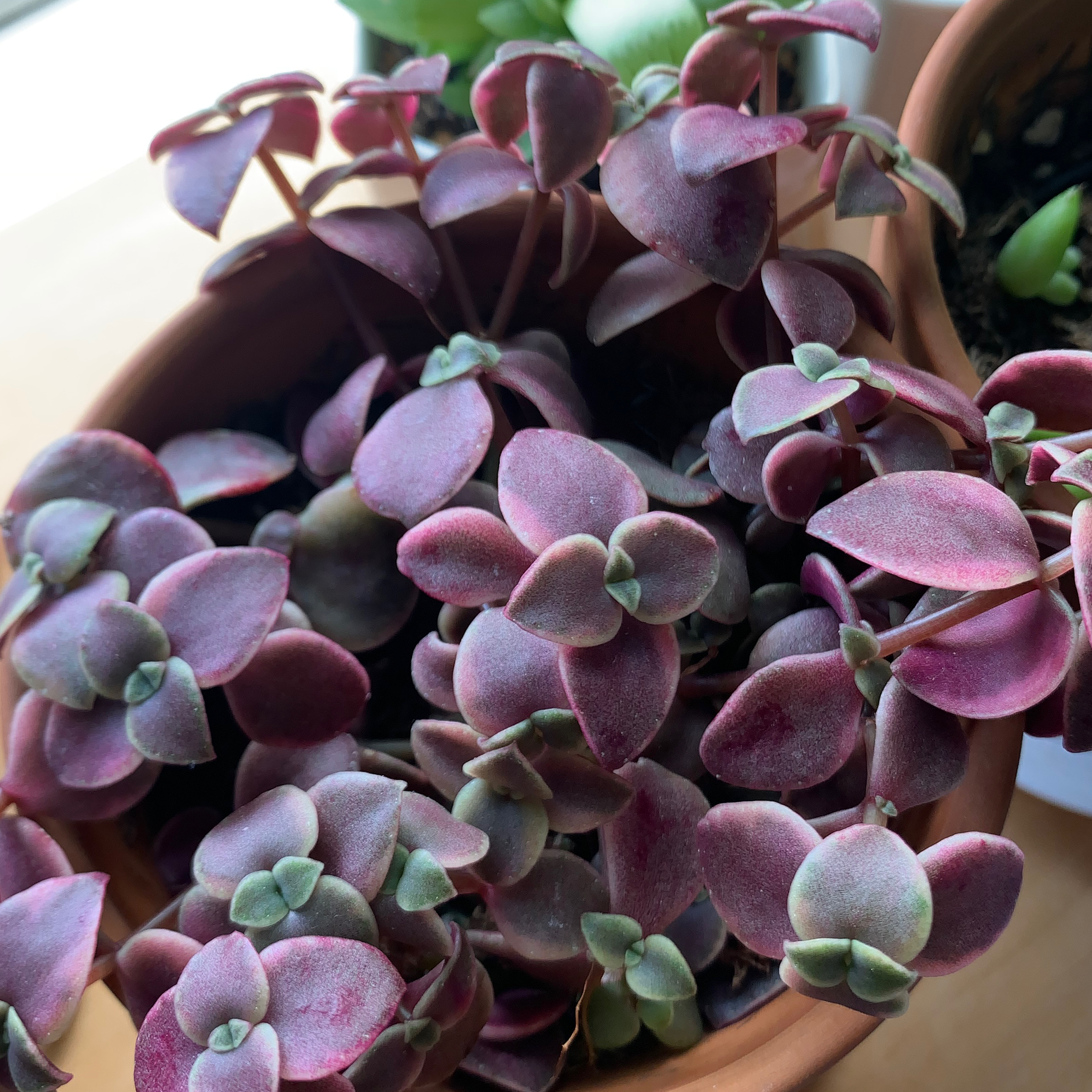 Crassula Calico Kitten