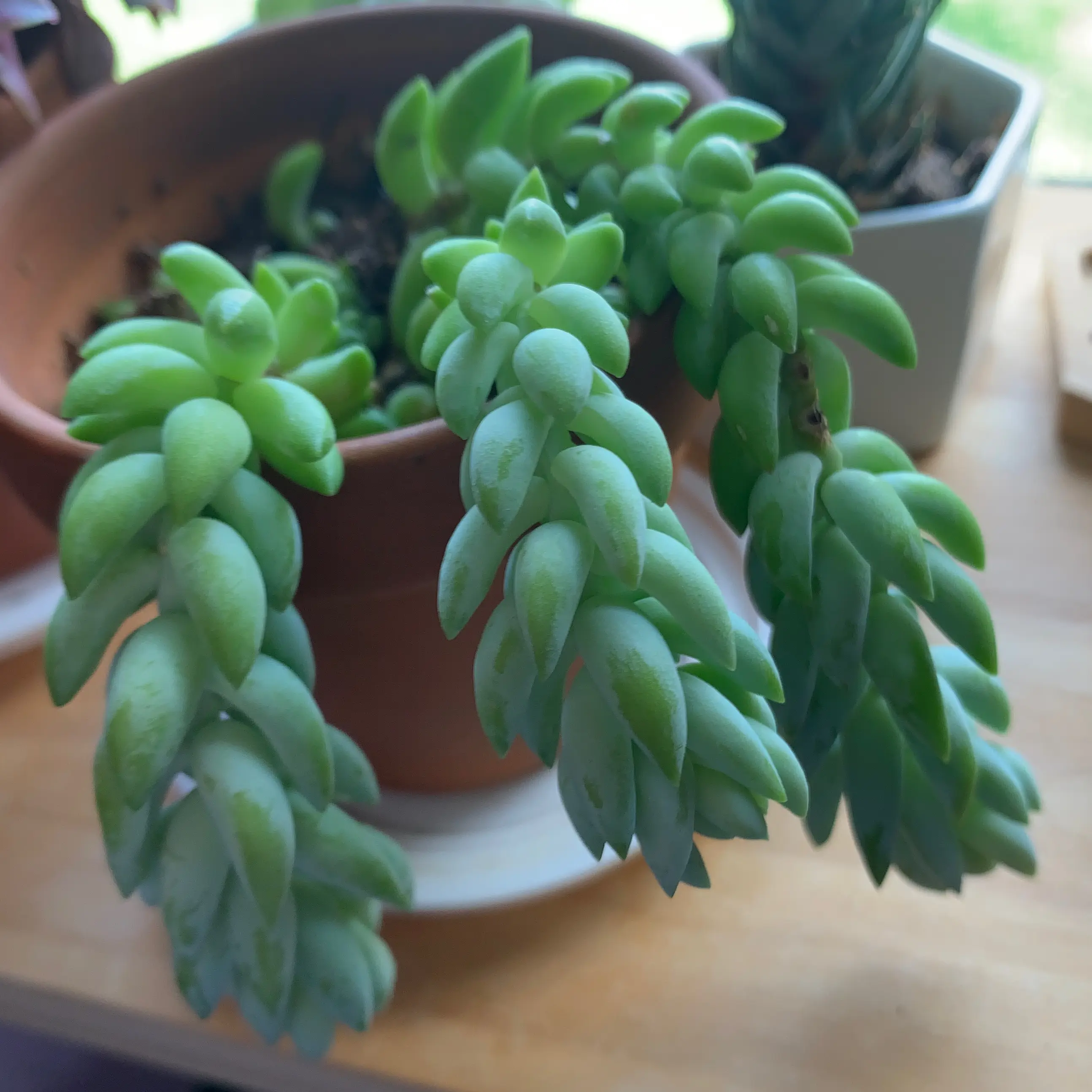 Donkey’s tail