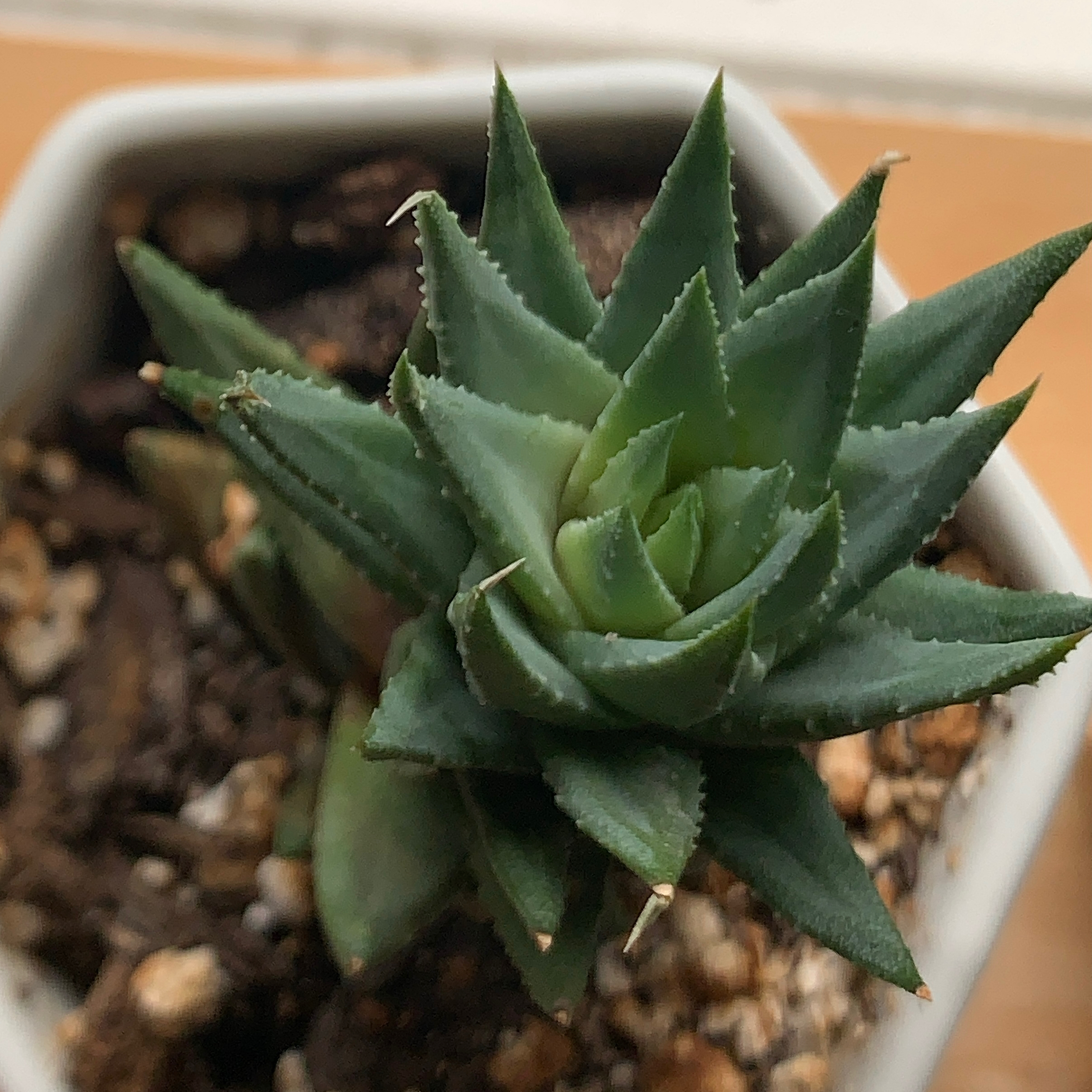 Photo of the plant species Haworthia glauca var. herrei by @pricklypups named Haworthia glauca on Greg, the plant care app