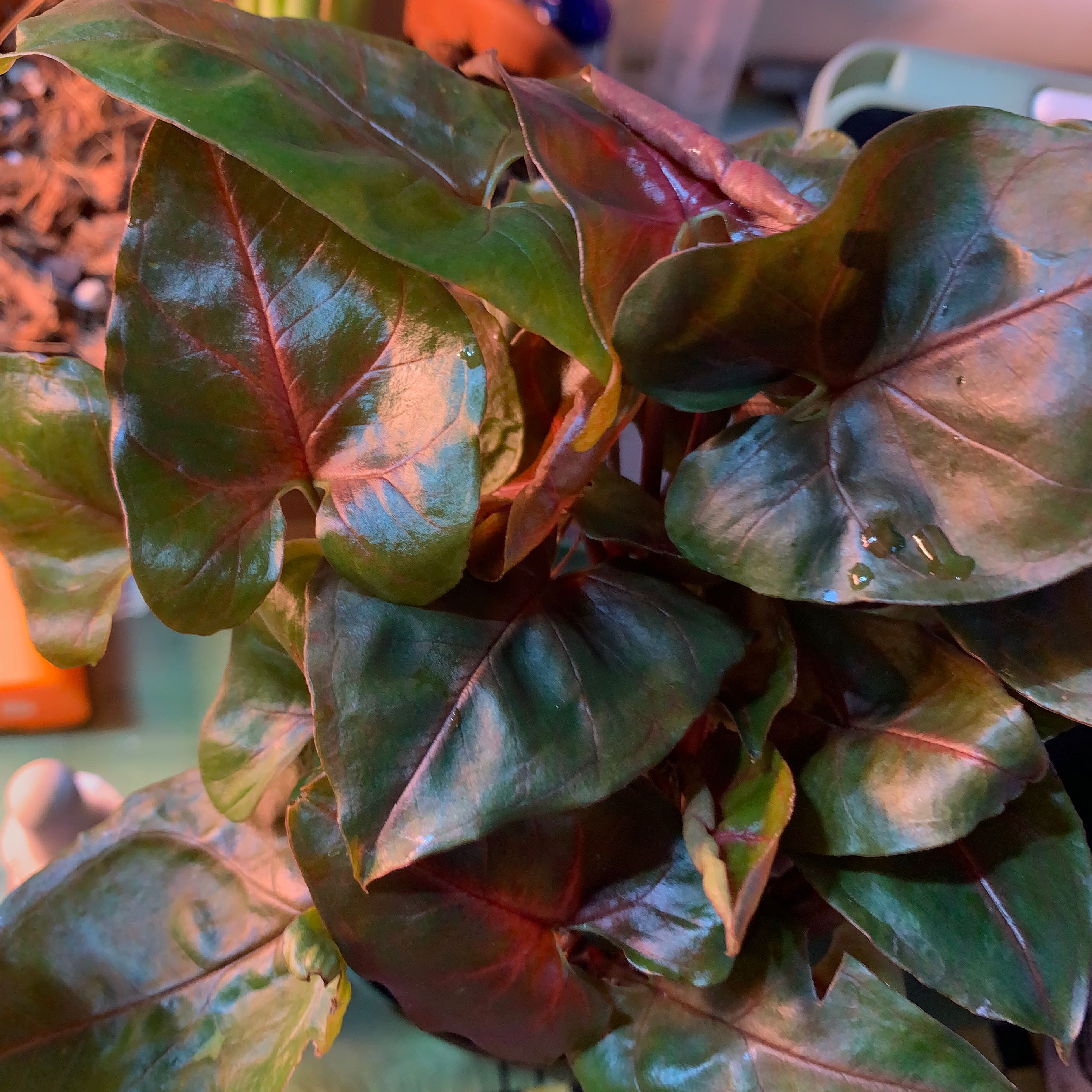 Syngonium 'Maria Allusion' plant with dark green and reddish leaves, well-framed and healthy.