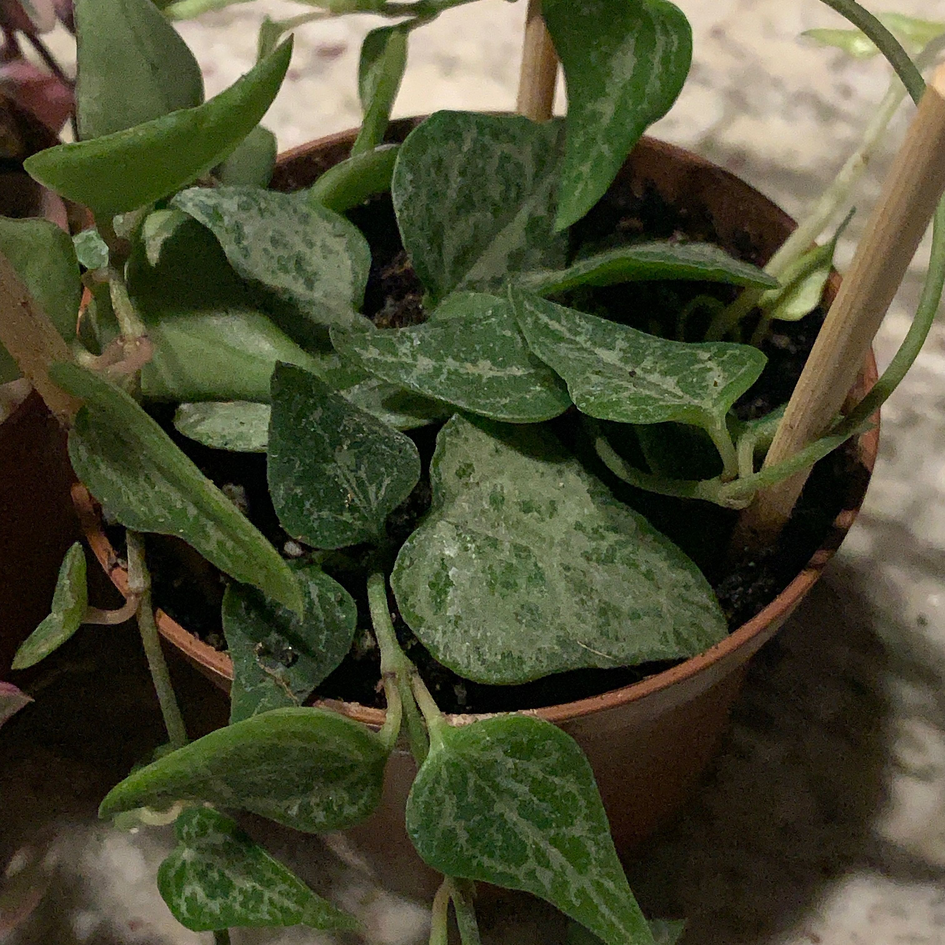 Potted String Of Arrows plant with variegated heart-shaped leaves.