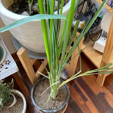 Photo of the plant species Cymbopogon Citratus by @Santina.oz named Luisa on Greg, the plant care app