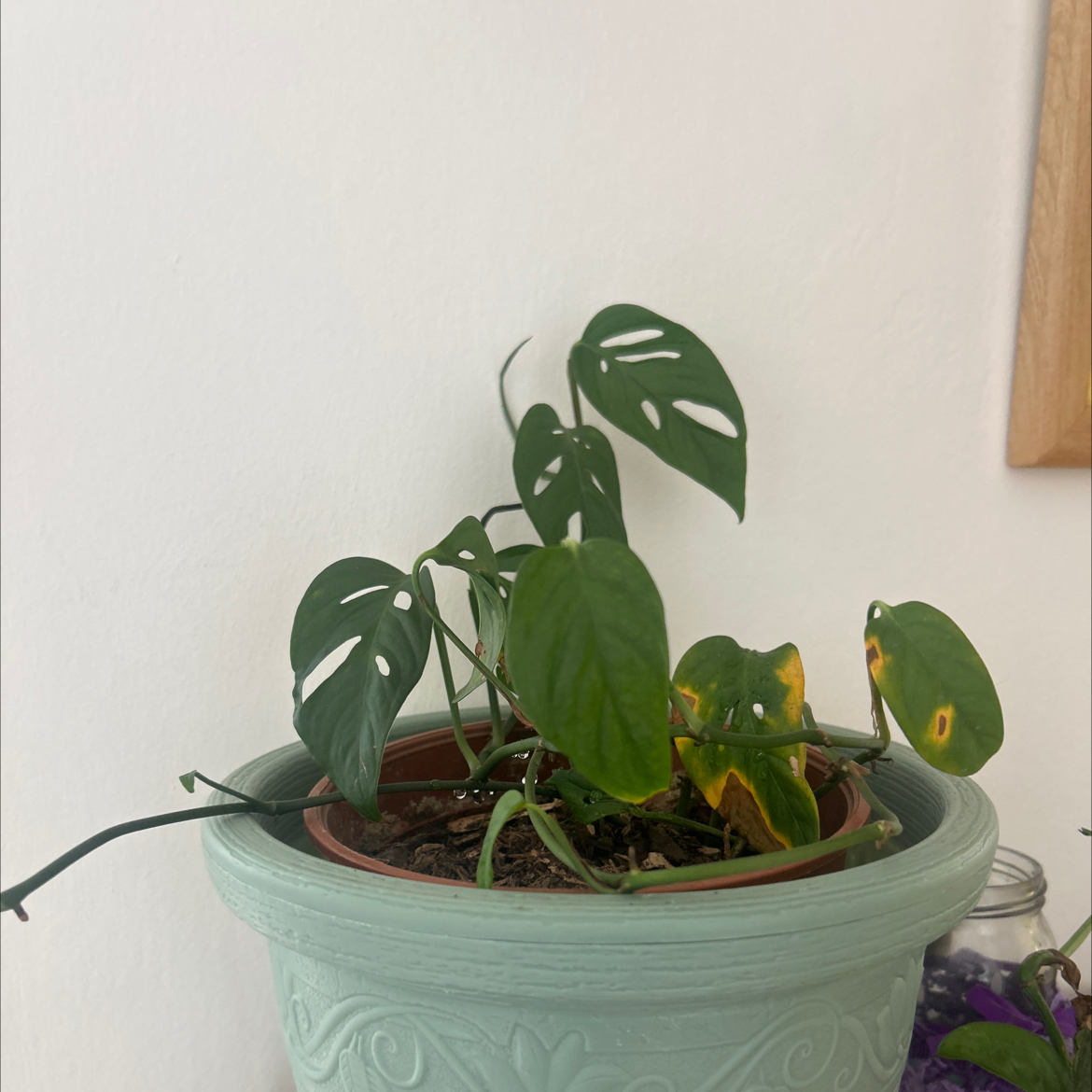 Photo of the plant species Monstera Adansonii Variegated by @Santina.oz named Vinicunca on Greg, the plant care app