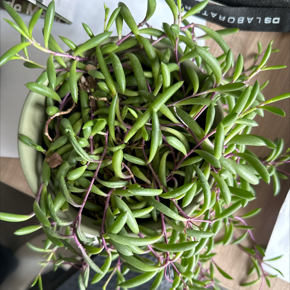 Top view of a healthy ruby necklace plant with green leaves and purple stems.
