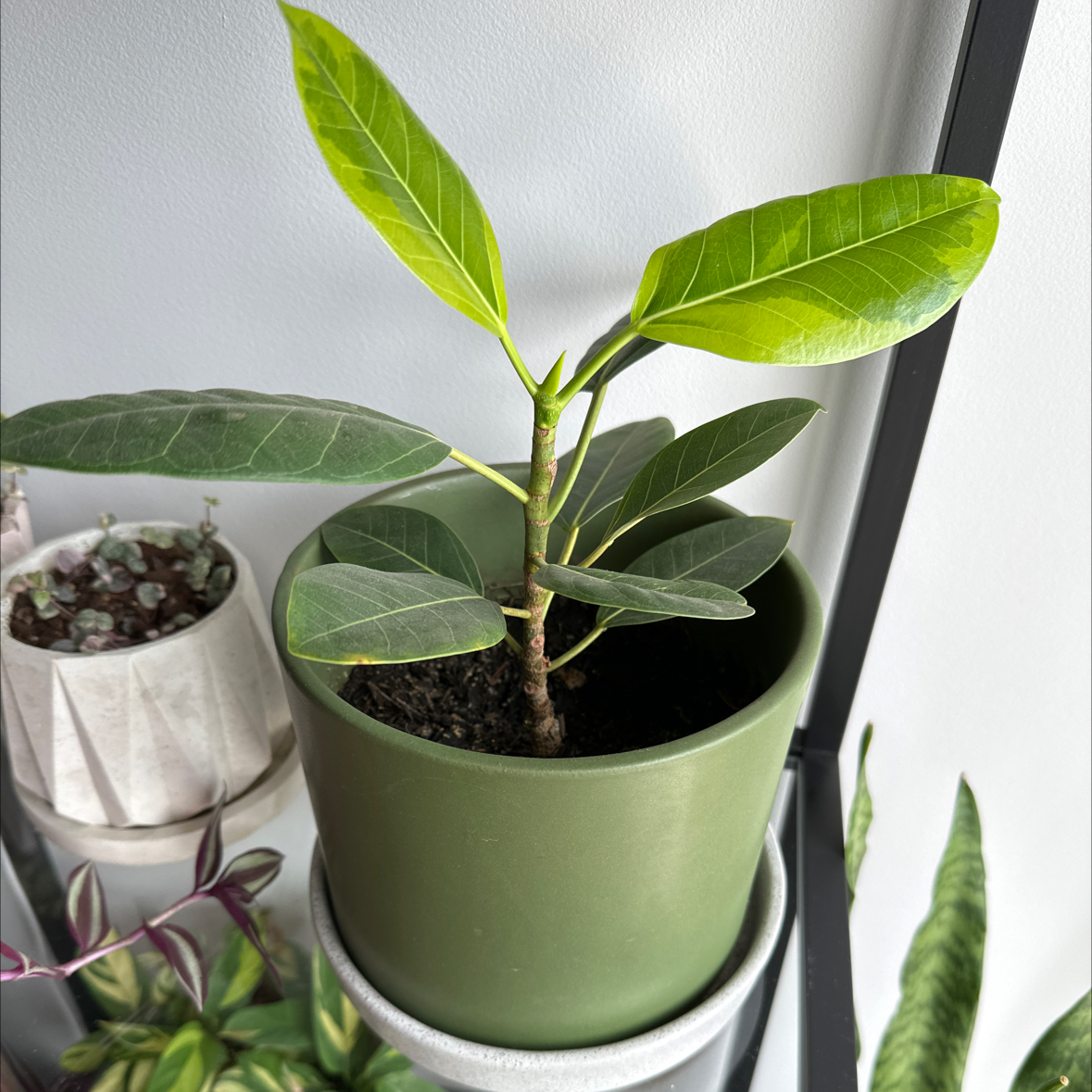 Potted Florida Strangler Fig with healthy green leaves and visible soil.