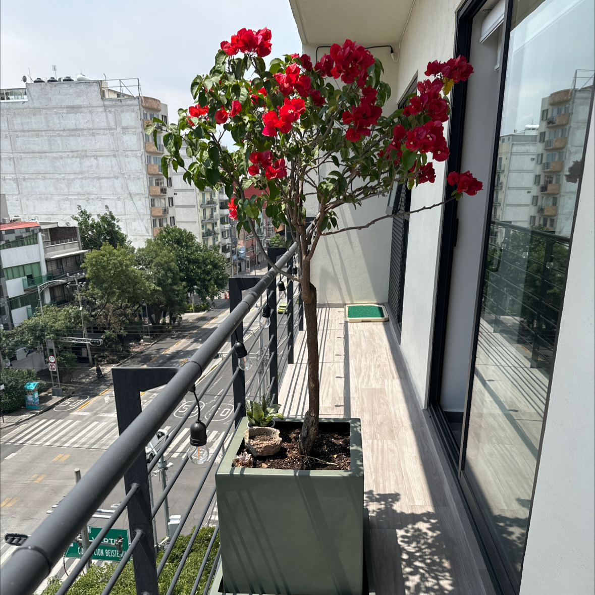 Potted Lesser Bougainvillea with red flowers on a balcony.