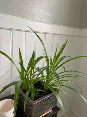 Spider Plant plant photo by @Whitetreegondor named Shelob on Greg, the plant care app.