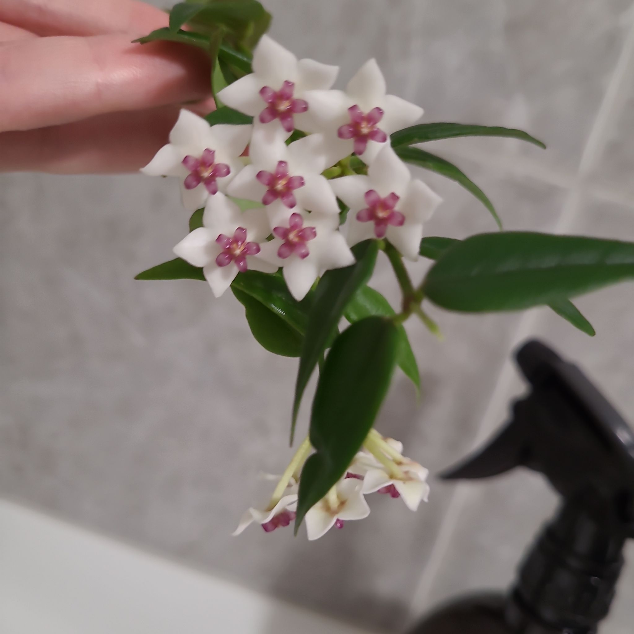 Hoya Bella plant with white flowers and pink centers, held by a hand.