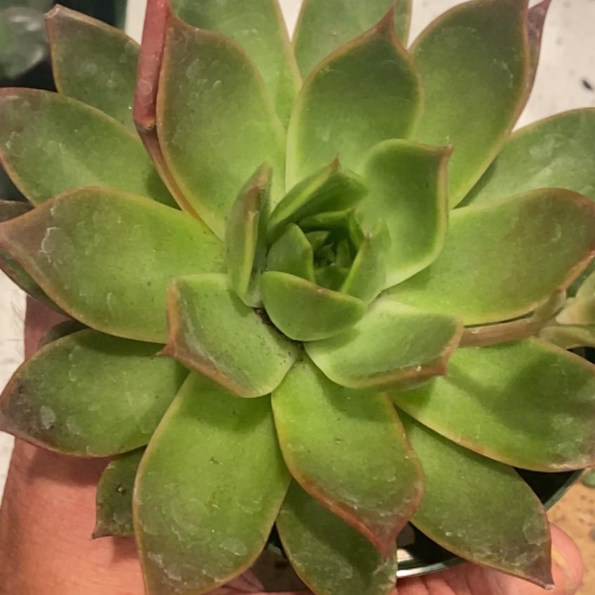A succulent plant with green leaves and some browning at the tips, held by a hand.