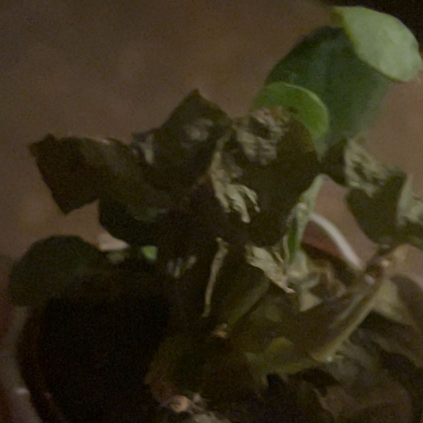 Photo of the plant species Sea Lettuce by @AlertLuckycoin named Anne on Greg, the plant care app