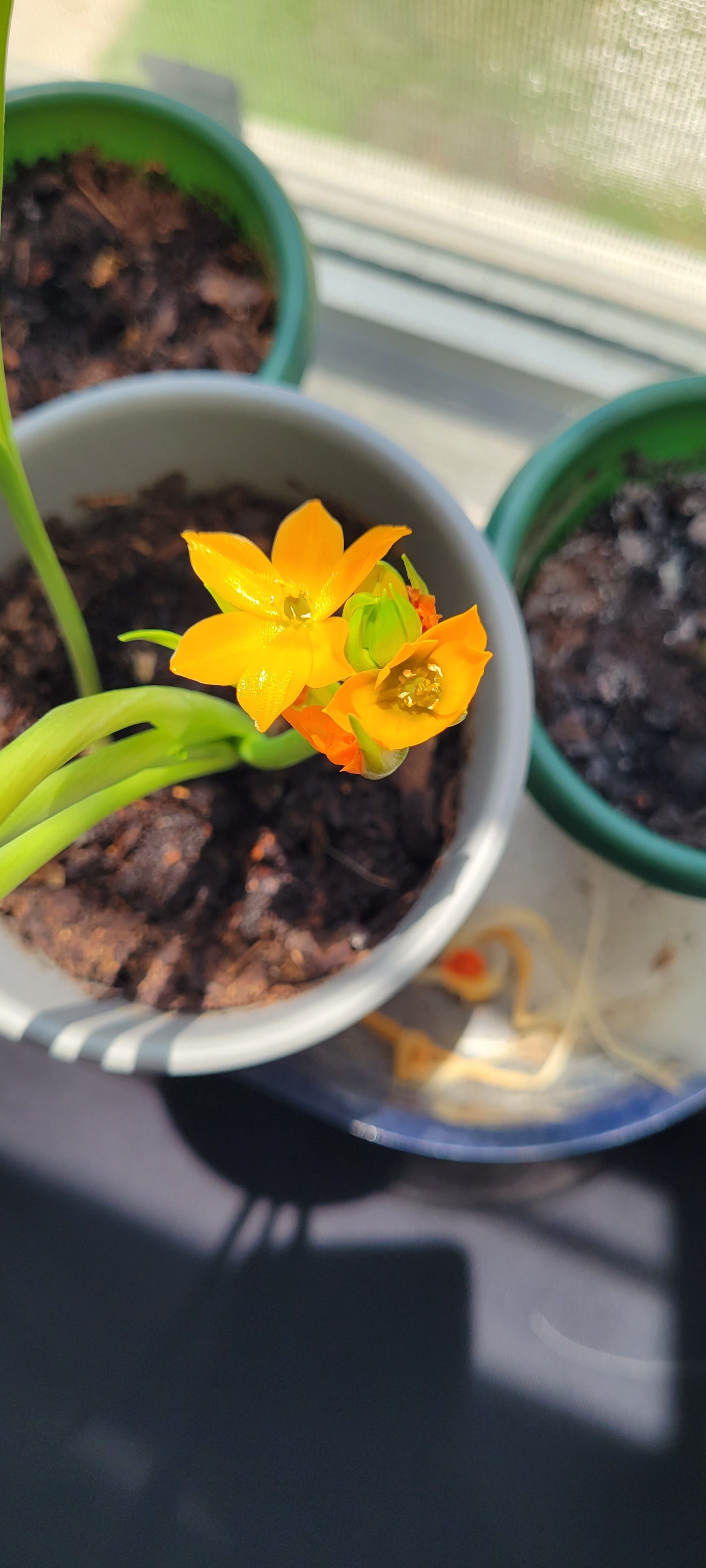 Why You Shouldn’t Eat Little White Soldiers 🪖