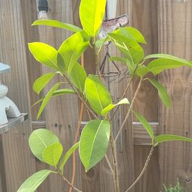 Photo of the plant species Florida Strangler Fig by @NobleAraguaney named Robert Plant on Greg, the plant care app