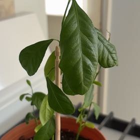 Photo of the plant species Lily 'Lemon Tree' by @NoblyAlula named Harmony on Greg, the plant care app
