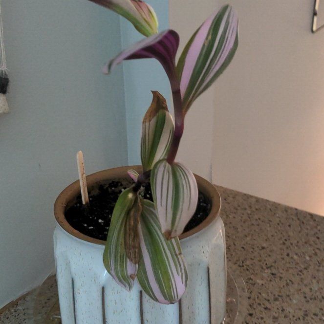 Photo of the plant species (smooth form) - 'Lilac' by @MajordomoMexico named Elle on Greg, the plant care app