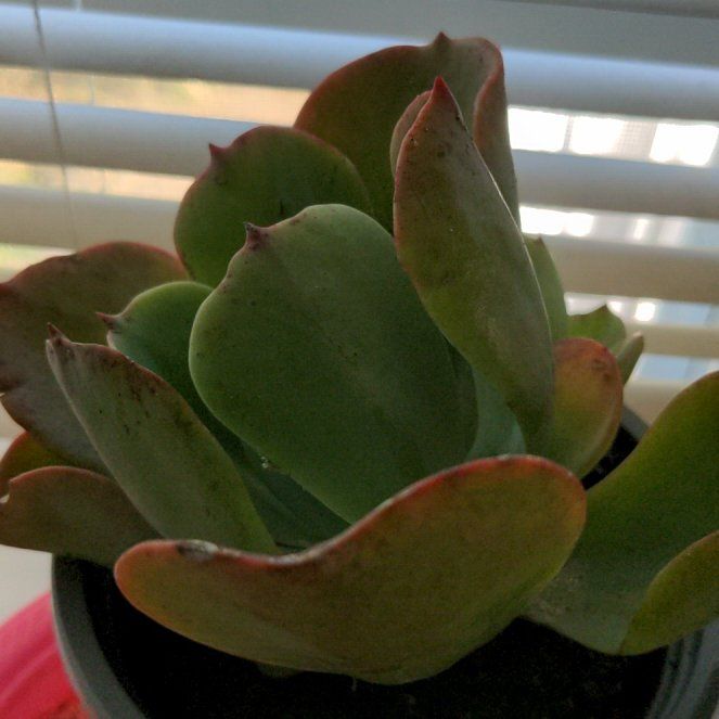 Photo of the plant species Peach Pride Echeveria by @MajordomoMexico named Zeus on Greg, the plant care app