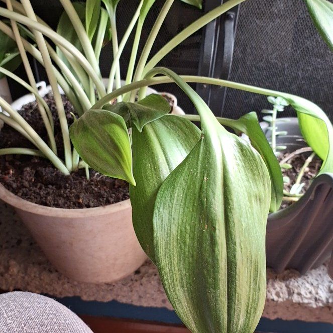 Photo of the plant species Amazon Lily by @VeroniqueVamp named Robert Plant on Greg, the plant care app