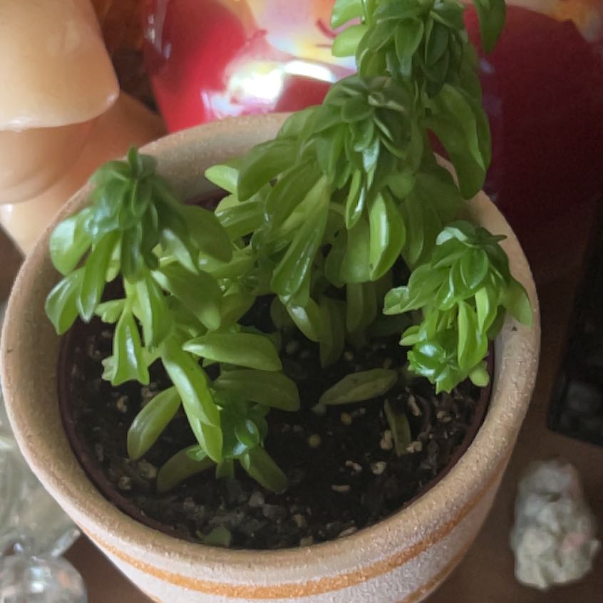 Photo of the plant species Peperomia axillaris by @MellowPecan named pepper on Greg, the plant care app
