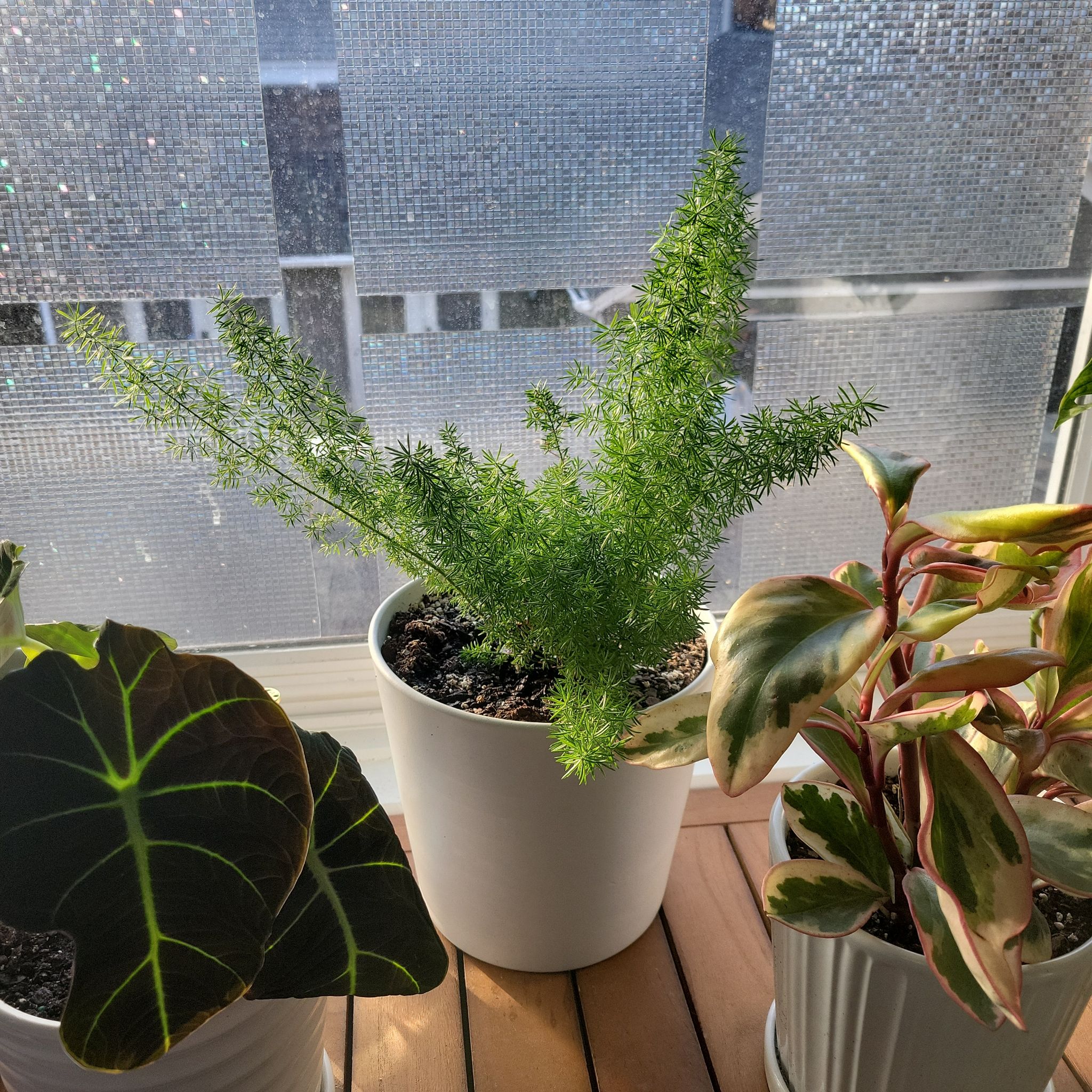 Photo of the plant species Foxtail millet by @fractal named Foxtail millet on Greg, the plant care app