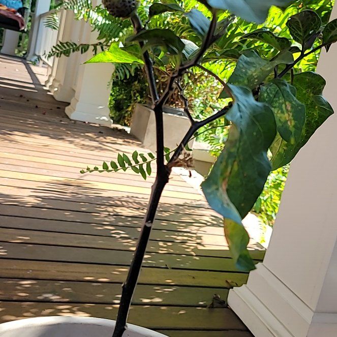 Photo of the plant species Angel Trumpet by @fractal named Angel Trumpet on Greg, the plant care app