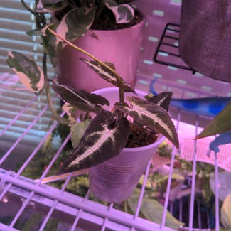 Syngonium Rayii plant in Phoenix, Arizona