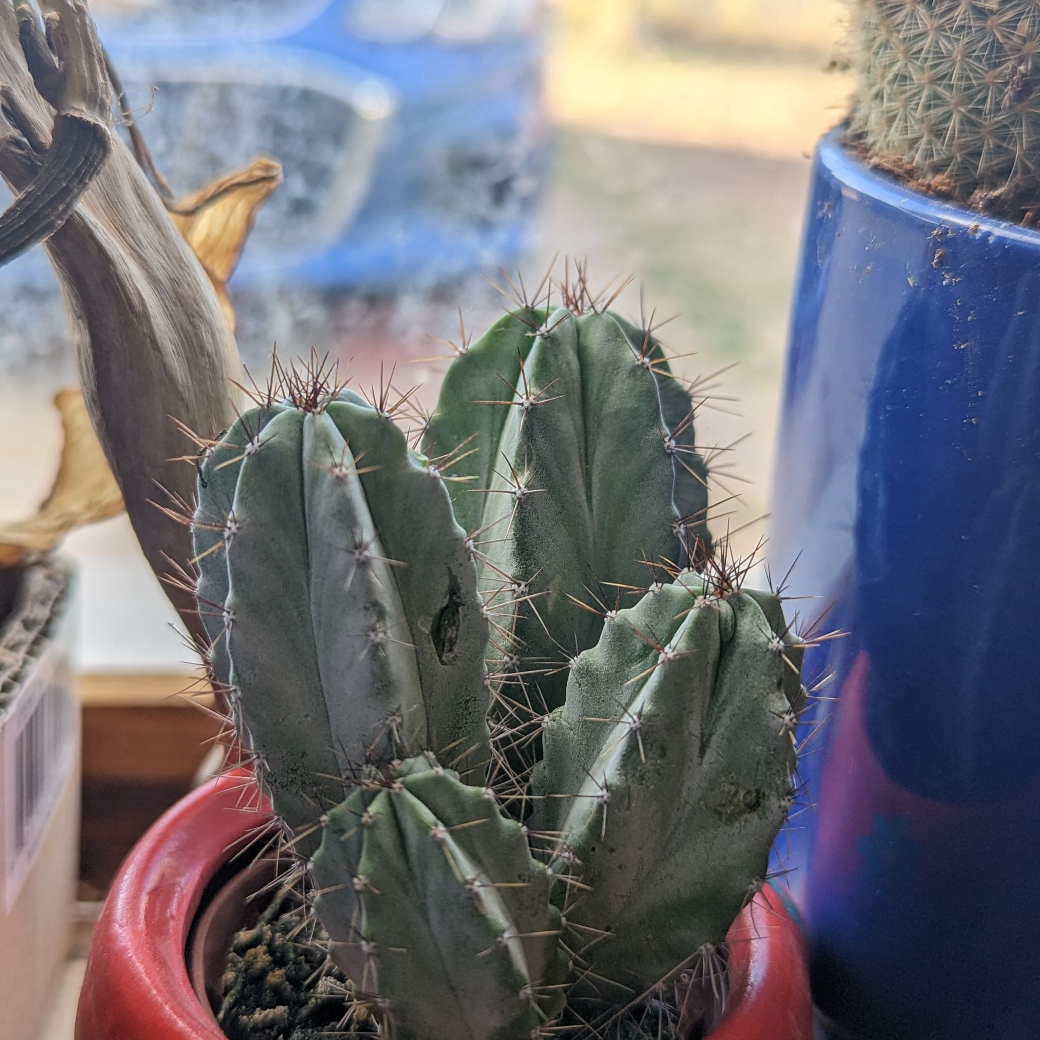 Polaskia chichipe cactus in a red pot with other plants in the background.