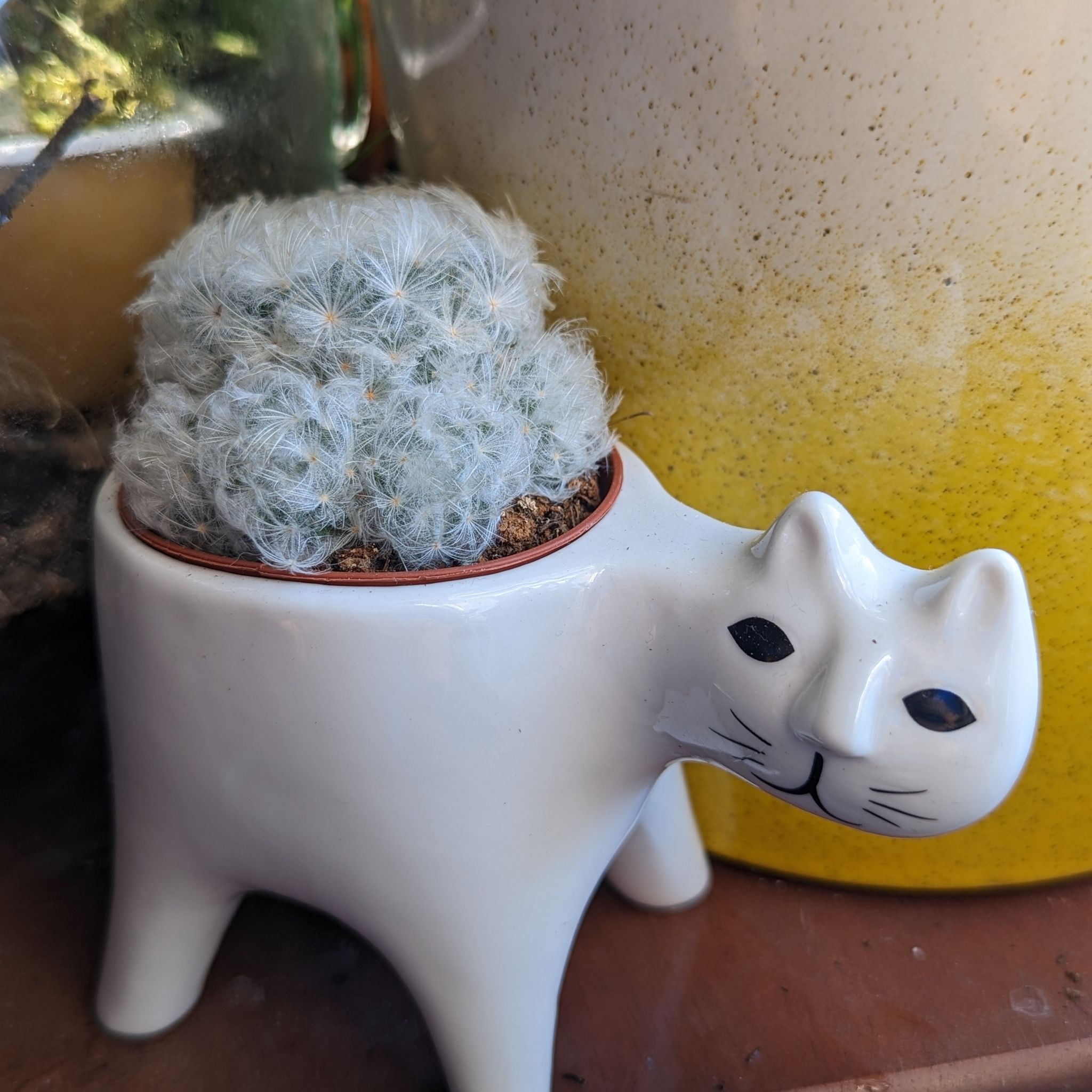 Plant care for Lemon Ball on Greg, the plant care app